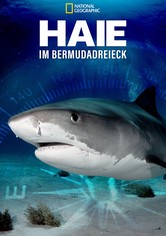 Haie im Bermudadreieck