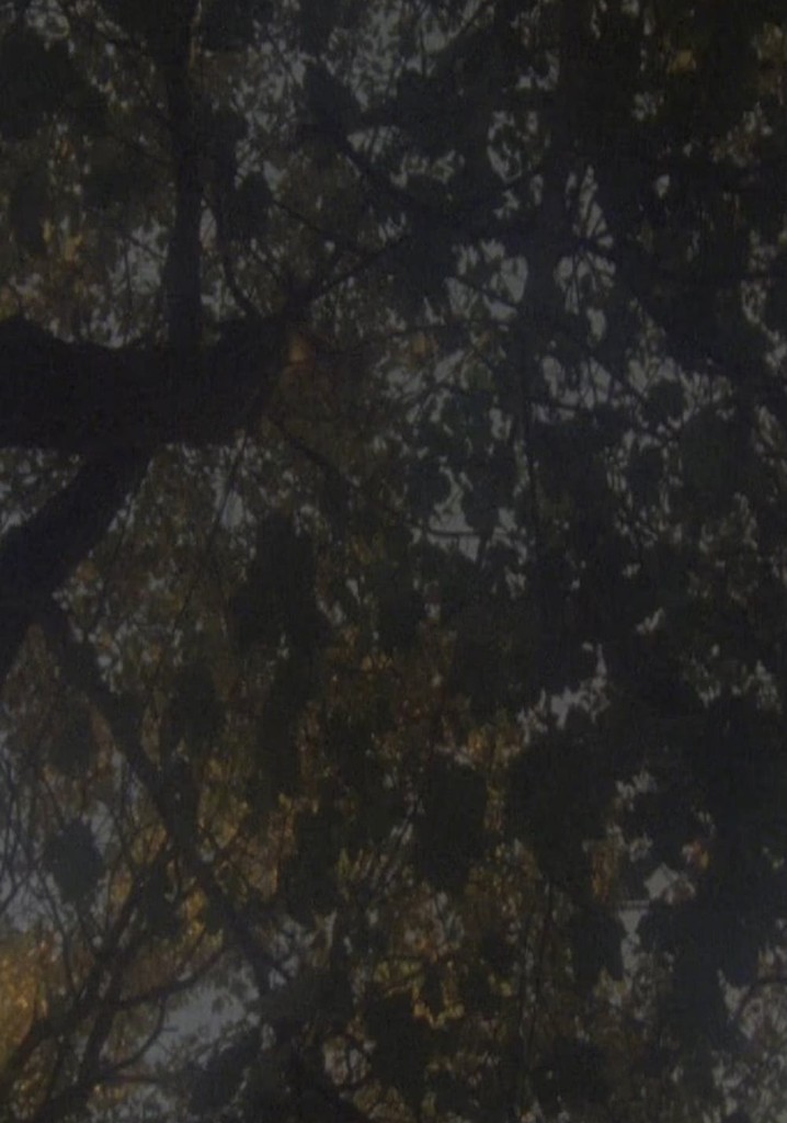 Not as Old as the Trees