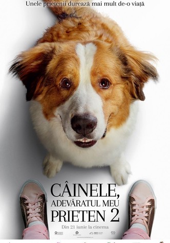 Câinele, adevăratul meu prieten 2