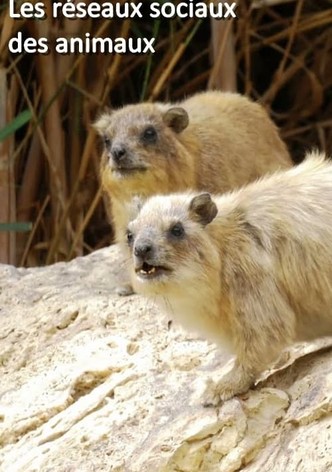 Superconnessi - Le reti sociali degli animali - Stagione 1