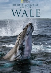 Die geheimnisvolle Welt der Wale