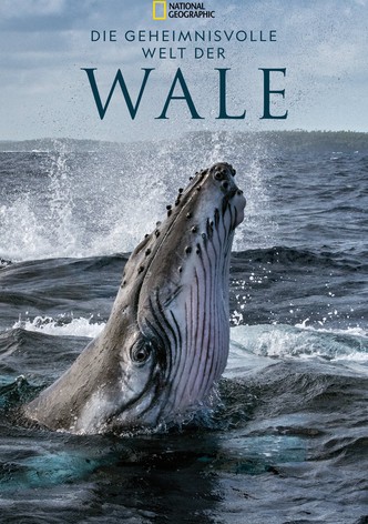 Die geheimnisvolle Welt der Wale