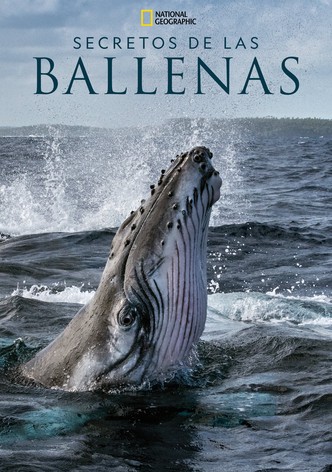 Los Secretos de las ballenas