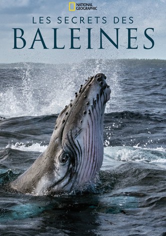 Les Secrets des baleines