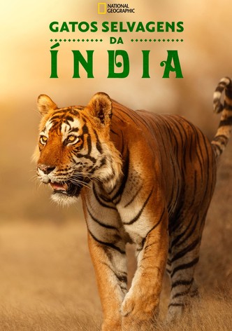 Gatos Selvagens da Índia