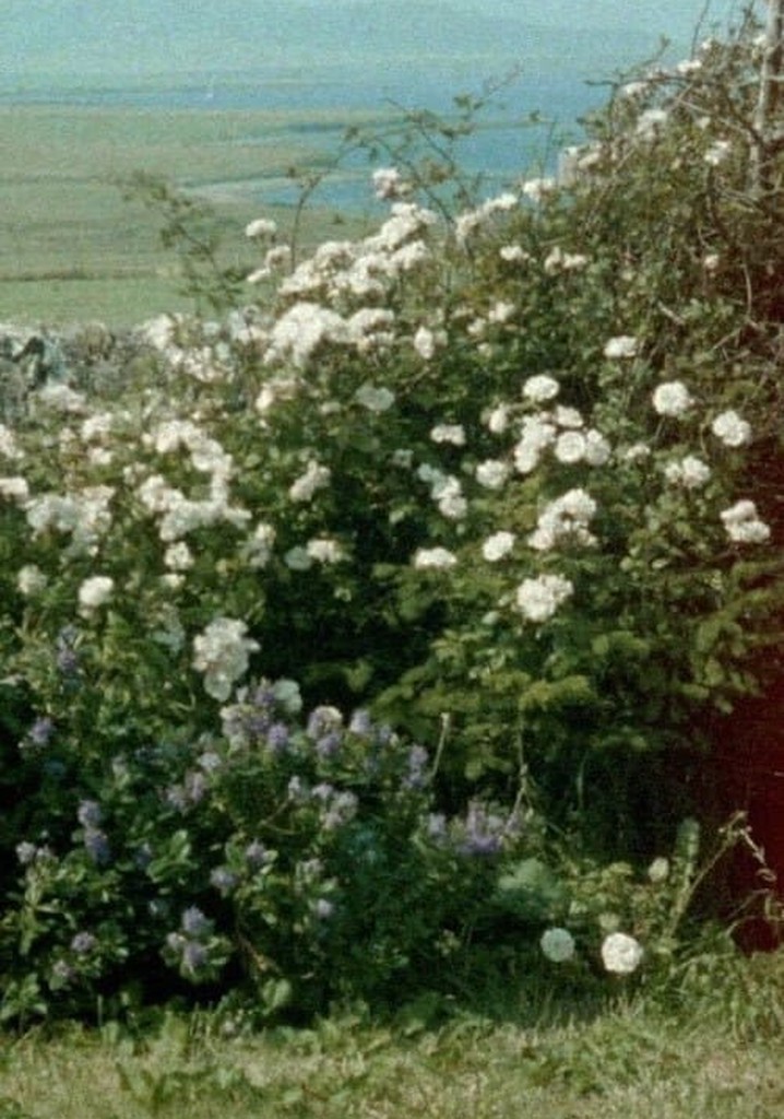 Glimpses from a Visit to Orkney in Summer 1995