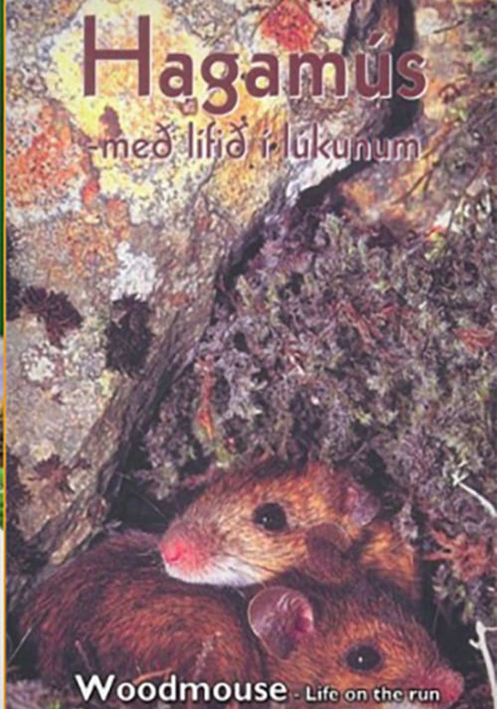 Woodmouse: Life on the Run