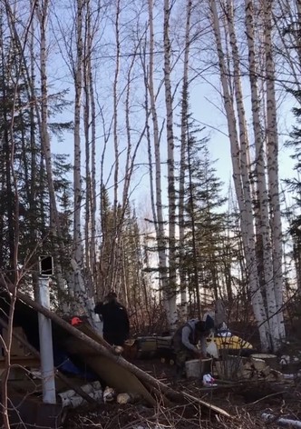 K'i Tah Amongst the Birch