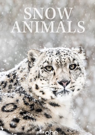 Snow Animals