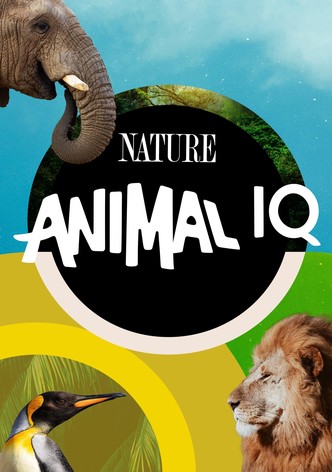 Animal IQ