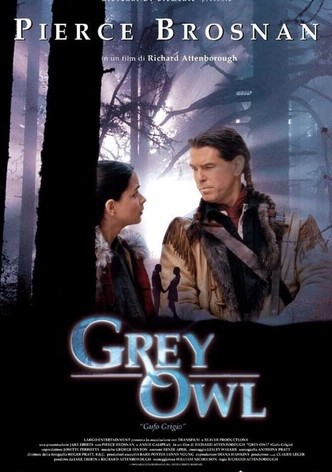 Grey Owl - Gufo grigio