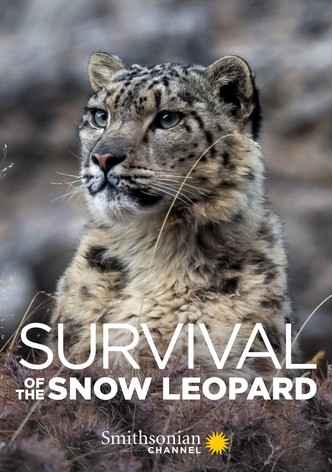 Survival Of The Snow Leopard