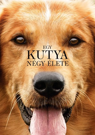 Egy ​kutya négy élete