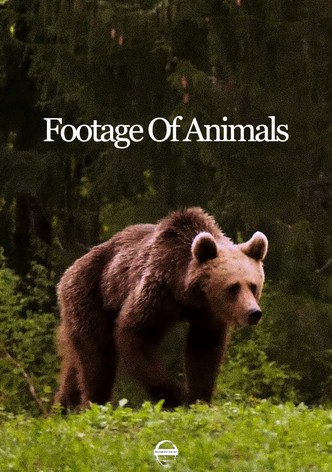 Footage Of Animals