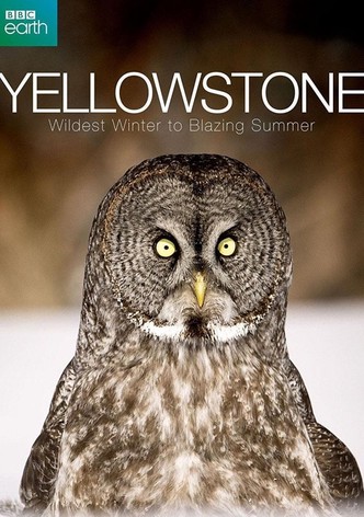 Yellowstone: Wildest Winter to Blazing Summer