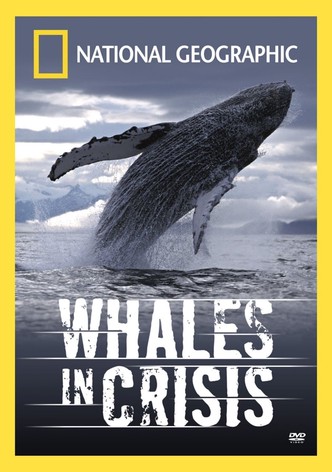 Whales in Crisis