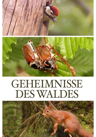 Geheimnisse des Waldes