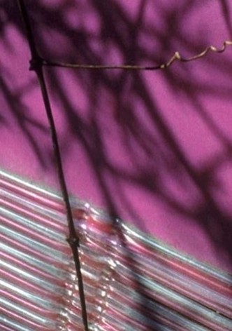 Arbor Vitae