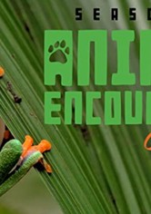Animal Encounters