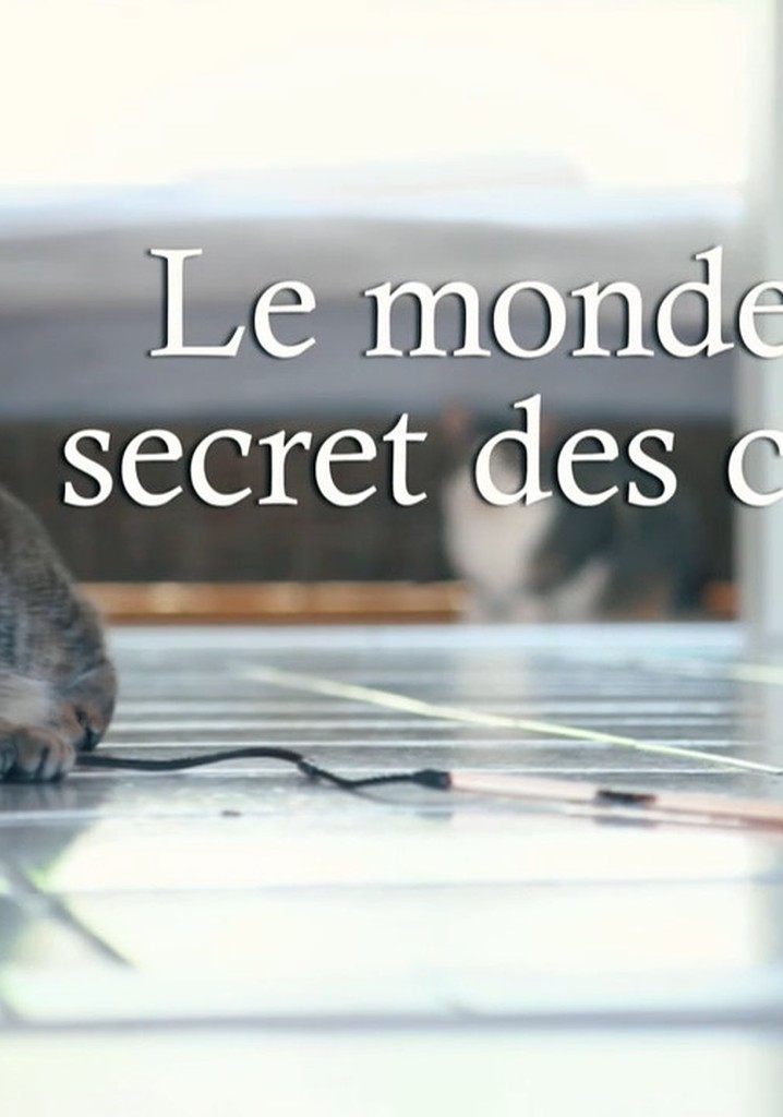 Das geheime Wesen der Katzen