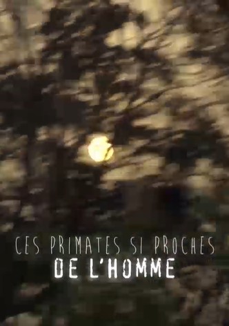 Menschenaffen: Eine Geschichte von Gefühl und Geist