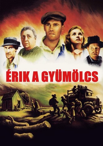Érik a gyümölcs
