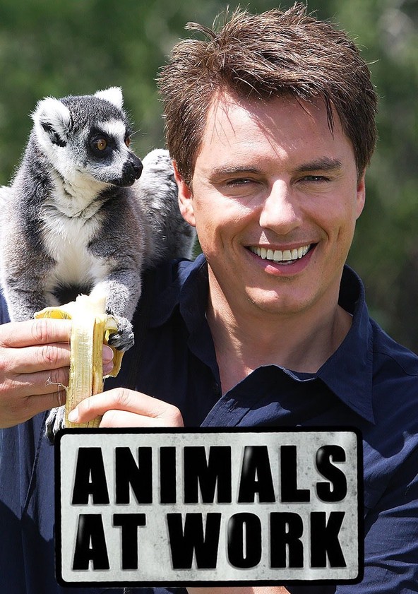 Animals at Work Season 1 - watch episodes streaming online