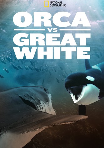 Orca Vs. Great White