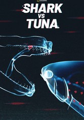 Shark vs Tuna