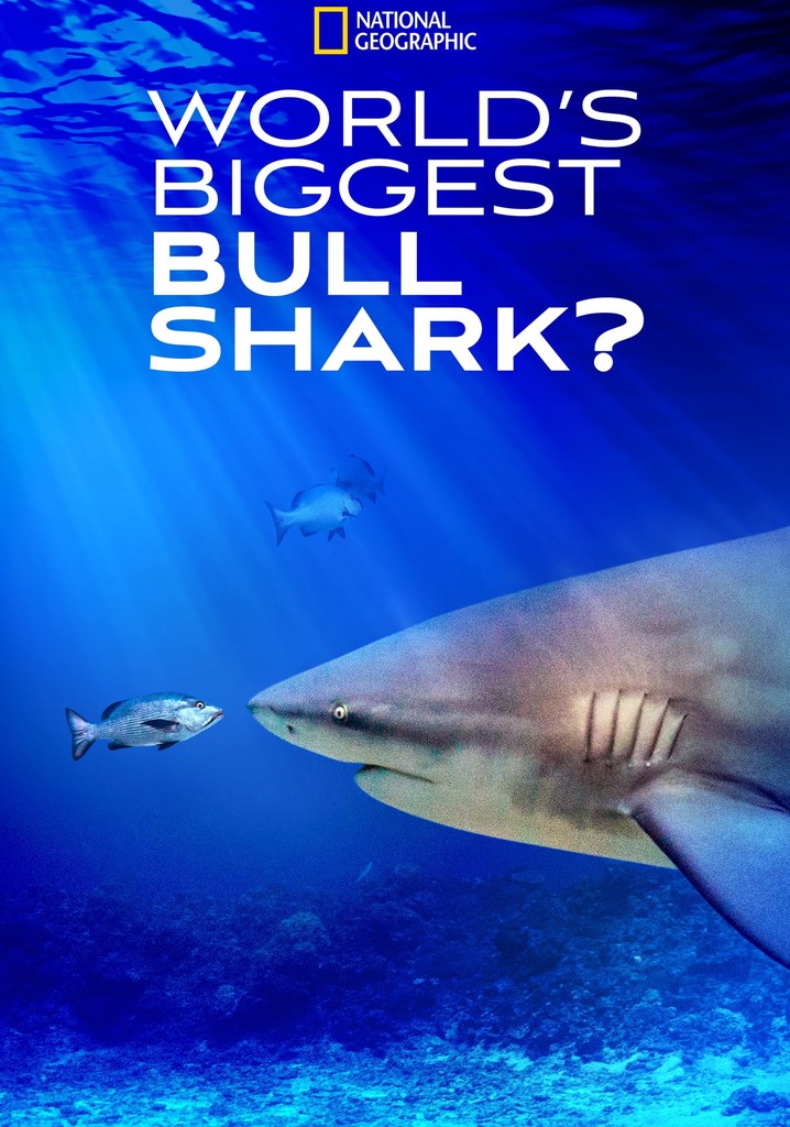World's Biggest Bull Shark?