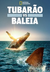 Tubarão vs. Baleia