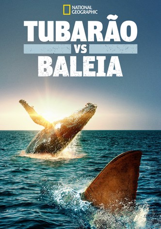Tubarão vs. Baleia