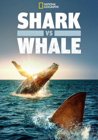 Shark vs. Whale