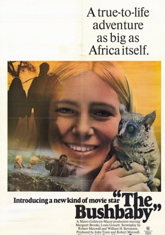 The Bushbaby