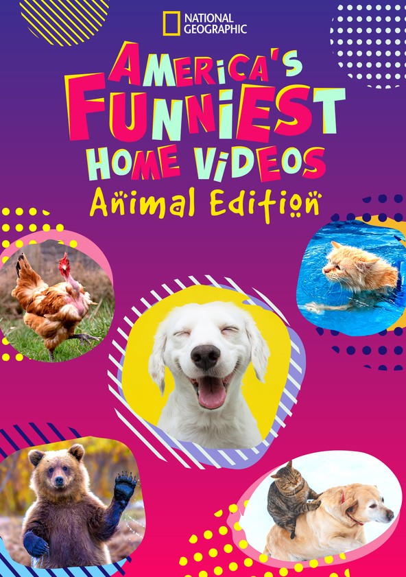 America's funniest 2024 animal videos