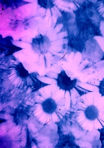 Petal to the Metal