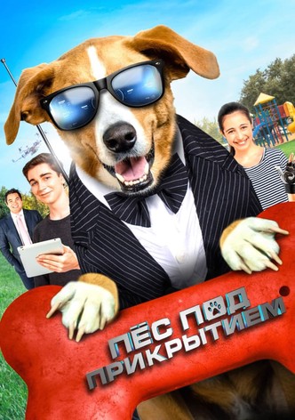 Пёс под прикрытием