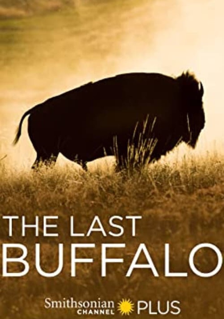 The Last Buffalo