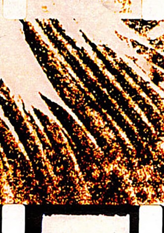 Song of the Mushroom