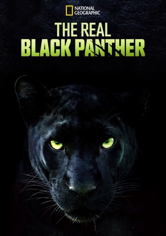 The Real Black Panther
