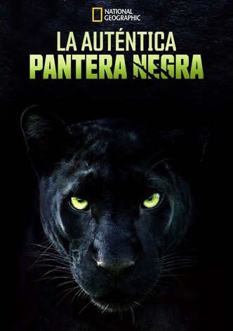 La Verdadera Pantera Negra