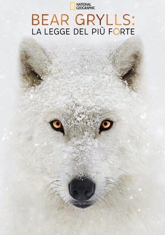 Bear Grylls: la legge del più forte