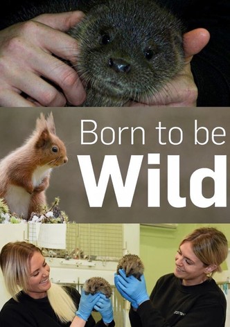 Andrew Ucles - Born to be Wild