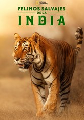 Felinos Salvajes de India