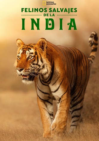 Felinos Salvajes de India
