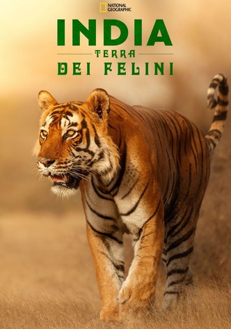 India Terra Dei Felini