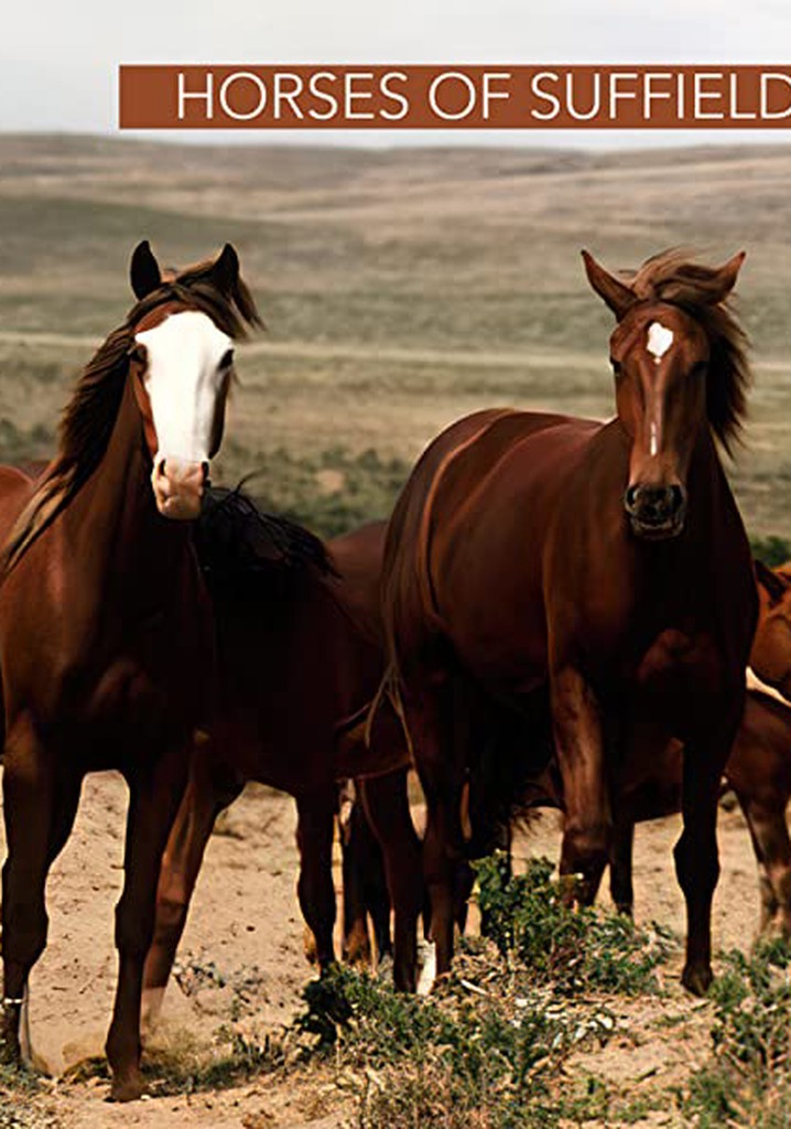 Horses of Suffield