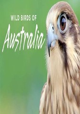 Wild Birds of Australia - Season 1