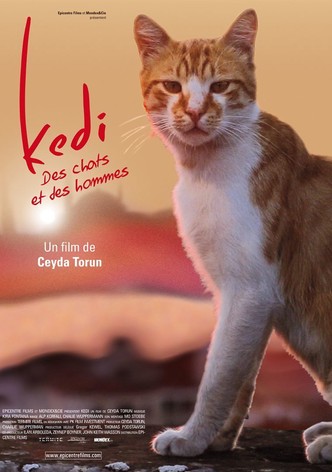 Kedi - Des chats et des hommes