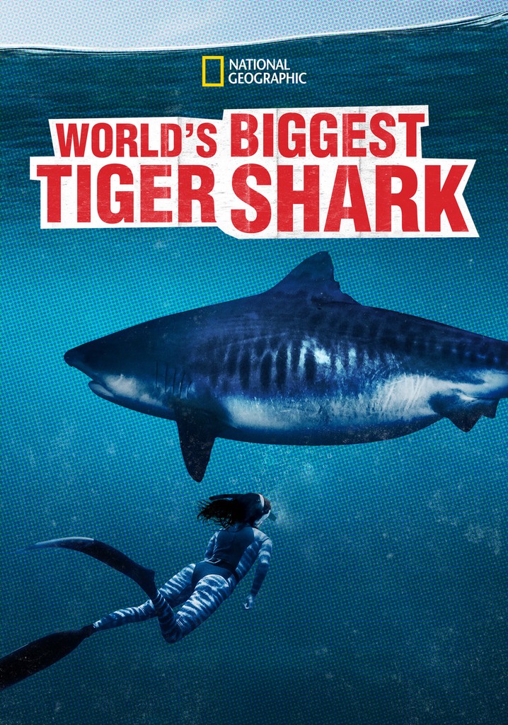 World's Biggest Tiger Shark